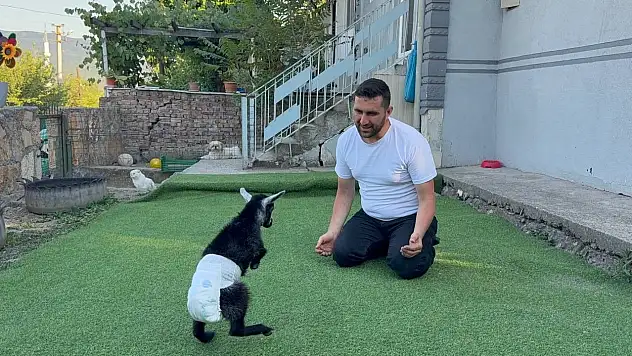 Doğuştan engelli yavru keçiyi sahiplenip evlatları gibi büyütüyorlar