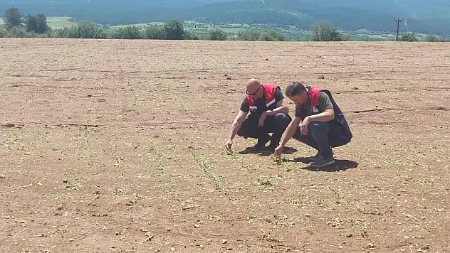 Dolu Ve Sağanak Sonrası Tarımsal Hasar Tespit Çalışmaları Başladı