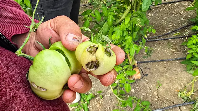 Domates Üreticilerine Yeşil Kurt Uyarısı