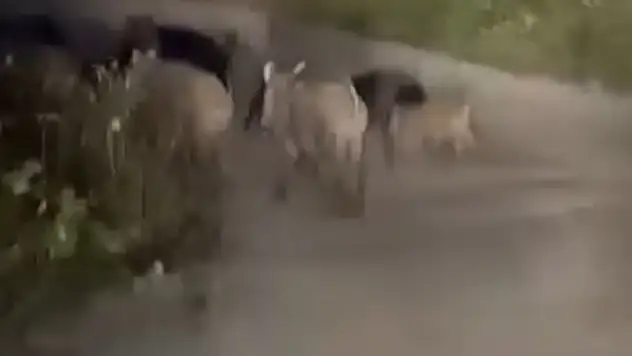 Domuz Sürüsü Yolda Görüntülendi