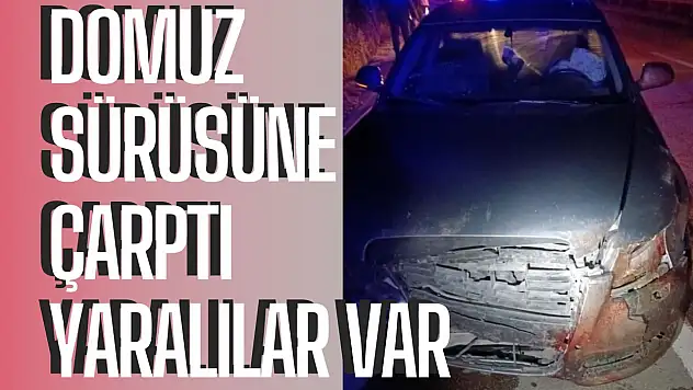 Domuz sürüsüne çarptı, domuzlar öldü, çok sayıda kişi yaralandı