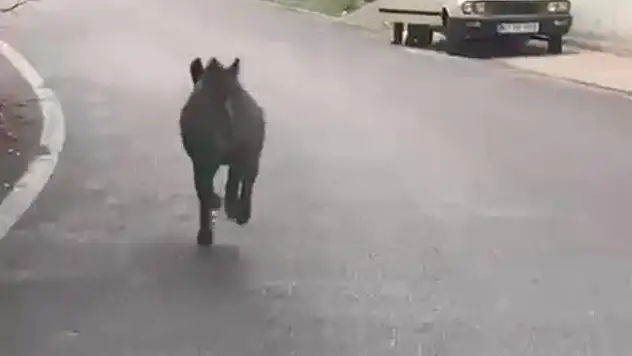 Domuz Yaşlı Adamın Üzerine Koştu