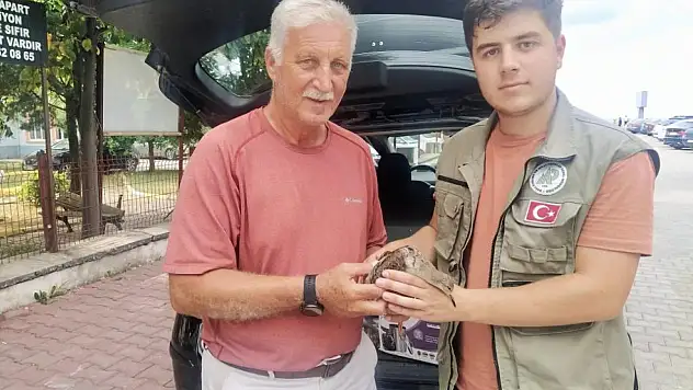 Dövüşkenkuş tedavi altına alındı