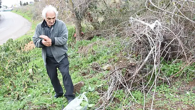 Yenilebilen Otları Toplayarak Sağlıklı Yaşamı Destekliyor
