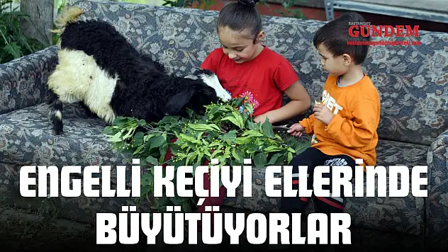 Engelli Keçiyi Ellerinde Büyütüyorlar