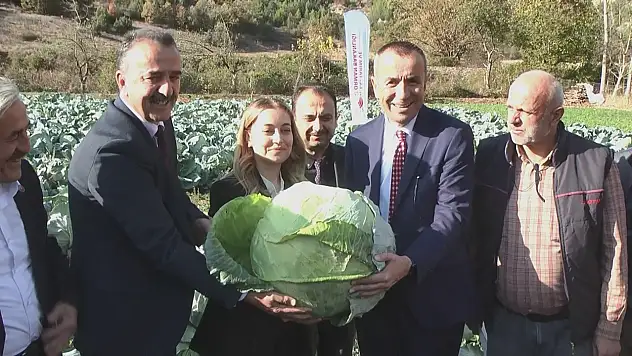 Eski Pazar Lahanası Hasat Edildi
