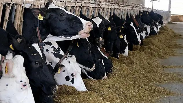 Et Ve Süt Üretiminde Arz Sıkıntısı Beklenmiyor