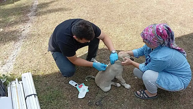 Evcil Hayvanlar İçin Mikroçip Uygulaması Sürüyor