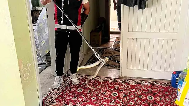 Evde yılan paniği