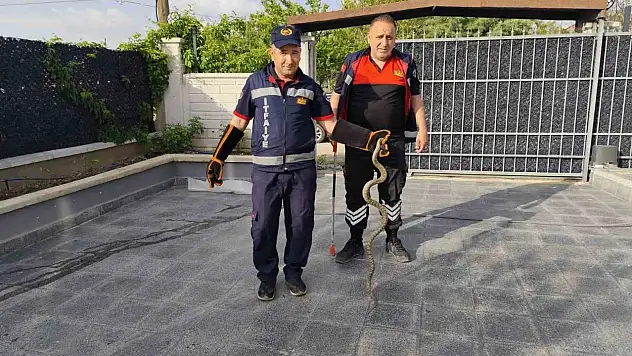 Eve Giren Yılan İtfaiye Ekiplerini Seferber Etti