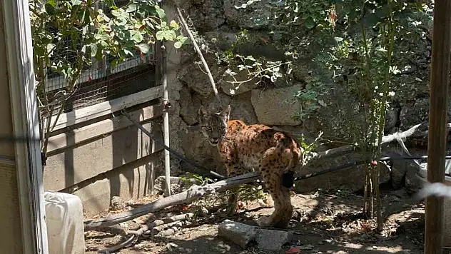 Evin Bahçesine Giren Vaşak Paniğe Yol Açtı