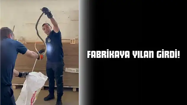 Fabrikaya Yılan Girdi!