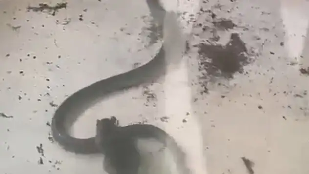 Fare İle Yılanın Kavgası Kamerada