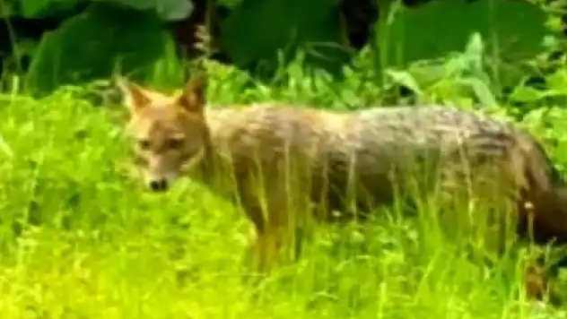 Farklı Türler Fotokapana Yakalandı