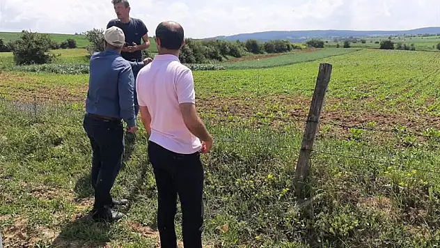 Fenoljik gözlem ve ürün takipleri devam ediyor
