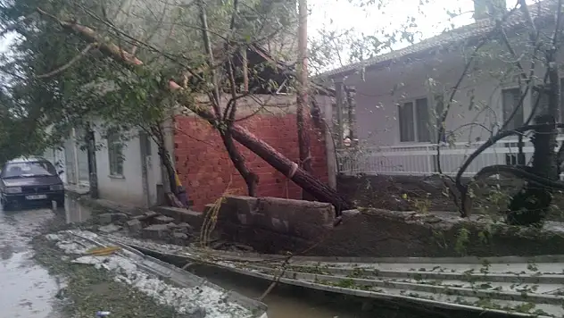 Fırtına, ağaçları yerle bir etti