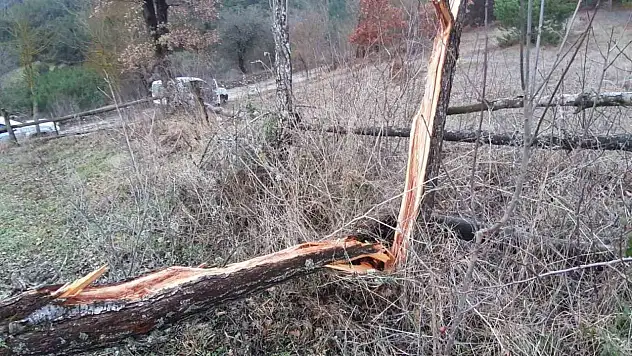 Fırtına Etkisiyle Onlarca Ağaç Devrildi