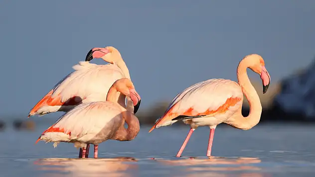 Flamingonlar Renkli Görüntüler Oluşturdu