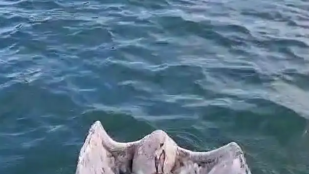 Gagasına Misina Dolanan Martıyı Yelken Kulübü Yöneticileri Kurtardı