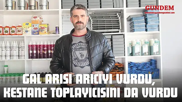 Gal Arısı Arıcıyı Vurdu, Kestane Toplayıcısını Da Vurdu
