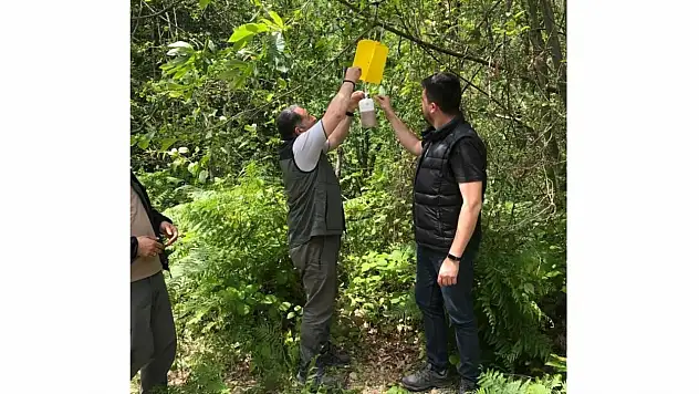 Gal Arısı ile mücadele sürüyor