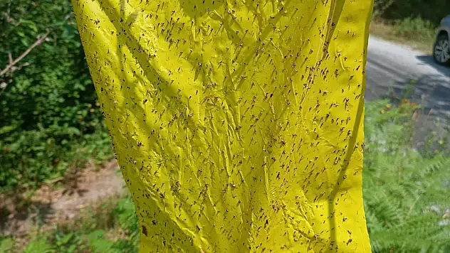 Gal Arısına Karşı Mücadelede Olumlu Sonuçlar Alınıyor