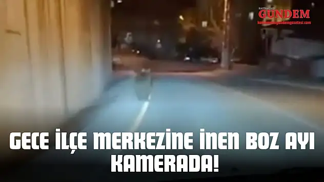 Gece İlçe Merkezine İnen Boz Ayı Kamerada!