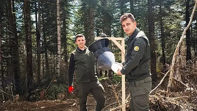 Göknar Kabuk Böceğiyle Mücadele