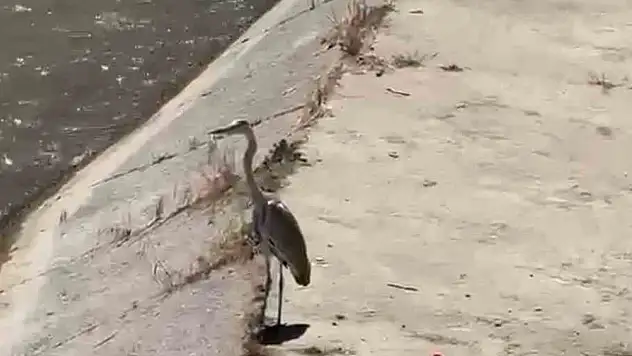 Gri balıkçıl ile martı aynı karede av bekledi