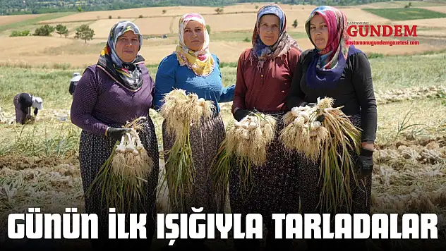 Günün İlk Işığıyla Tarladalar