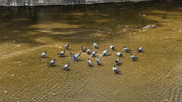 Güvercinlerden Çay Molası