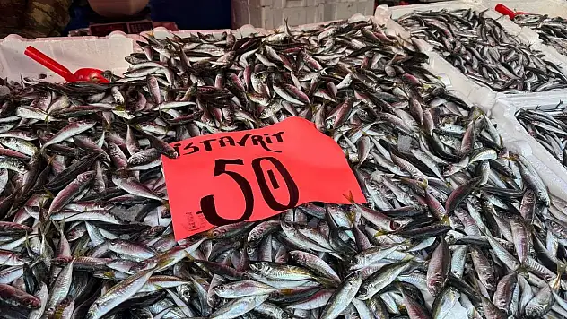 Hamsi Ve İstavrit Yüz Güldürdü