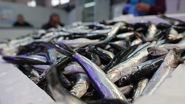 Hamsi Yılın 9 Ayında 19 Ülkede Alıcı Buldu