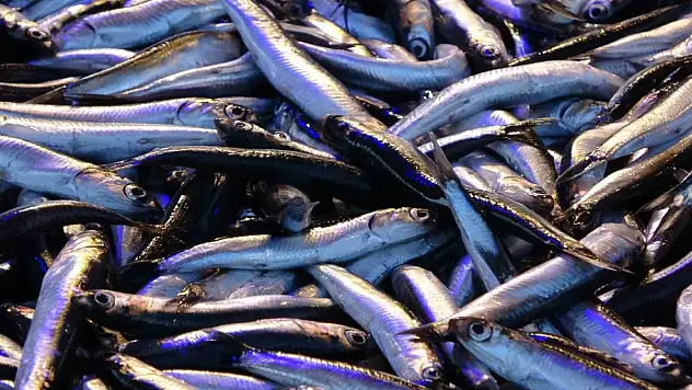 Hamsinin Fiyatı Yeni Yılda Geriledi