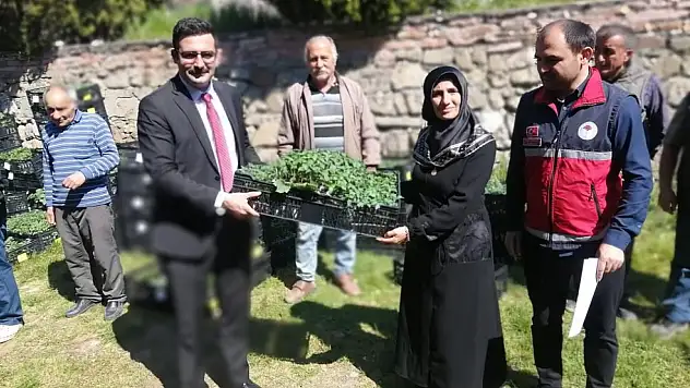 Hanönü'de Çiftçilere 30 Bin Fide Dağıtıldı