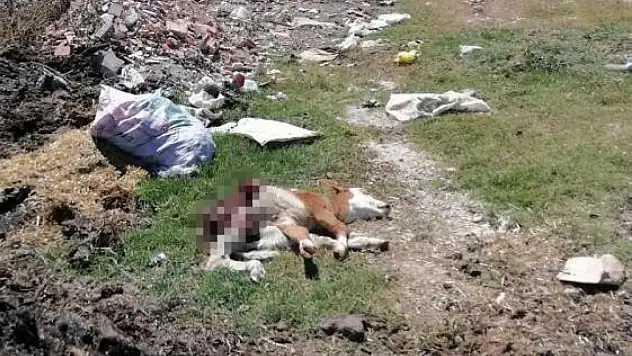 Hastalıktan ölen hayvanı yol kenarına attılar