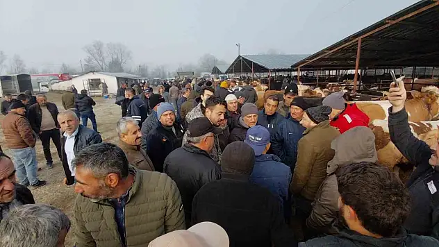Hayvan Pazarında Hararetli Pazarlık