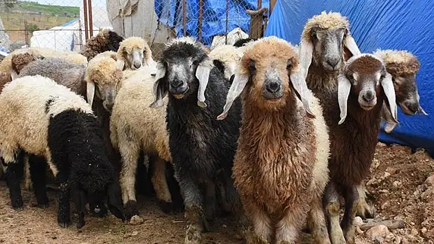 Hayvancılık Desteklemelerinde Son Hafta