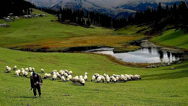 Hayvancılık Desteklemelerinin Uygulanmasında Düzenleme