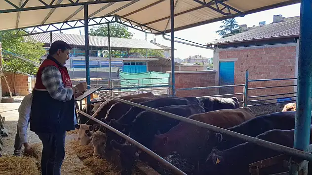 Hayvancılık Projesi Kapsamında Saha Çalışmaları Sürüyor