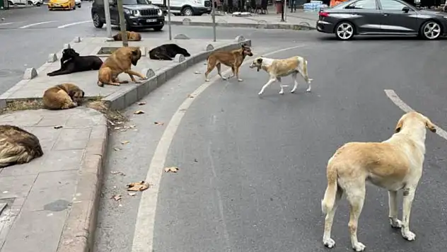 Hayvanları Sokağa Terk Edenlere Ceza Uygulanacak