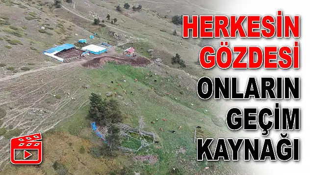 Herkesin Gözdesi Onların Geçim Kaynağı