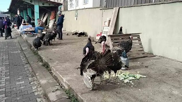 Hindiler Pazardaki Yerini Aldı