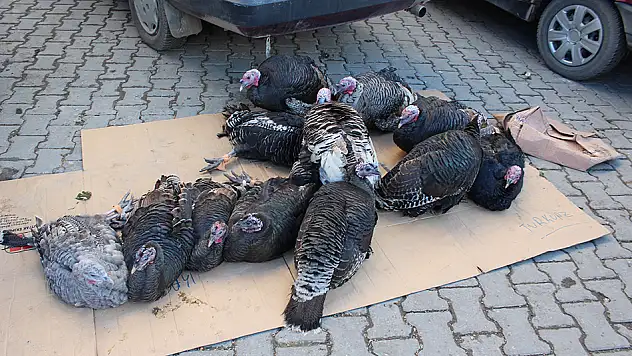 Hindi satışı durma noktasında