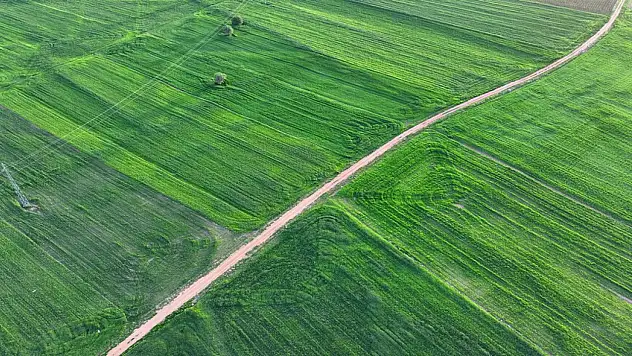 Hububat Üretiminde En Yüksek Üretim Miktarına Ulaşılması Bekleniyor