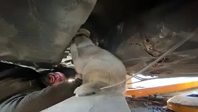 Köpek, Hurda Araçta Sıkıştı