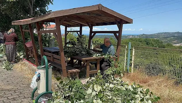 'Mis Kokulu' Hasat Başladı