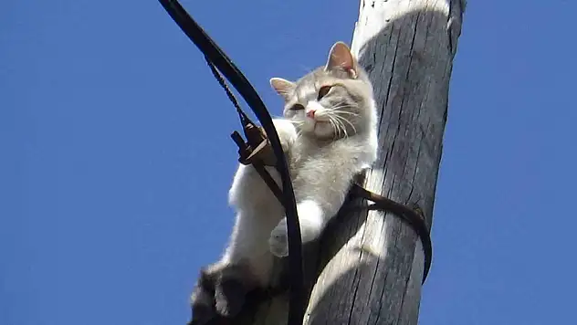 Direkte Mahsur Kalan Kedi Kurtarıldı