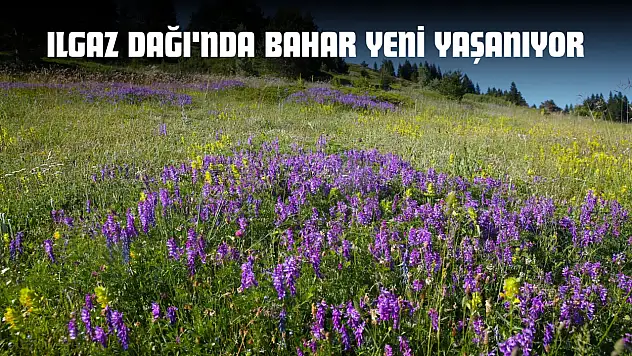 Ilgaz Dağı'nda Bahar Yeni Yaşanıyor