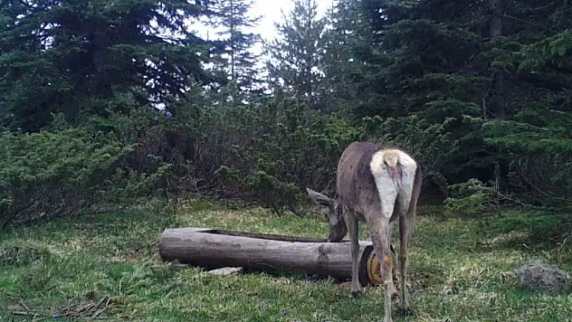 Ilgaz Dağı'nda Kızıl Geyik, Su İçerken Görüntülendi